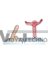 The model of female,male genital organs